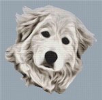 (image for) Great Pyrenees